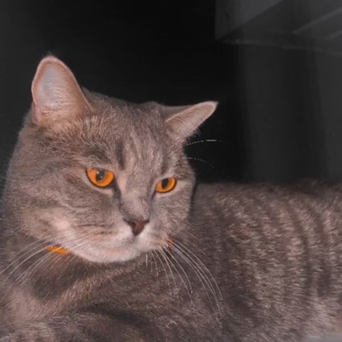 Отдам кота бесплатно