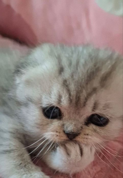 Девочка шиншилла scottish fold