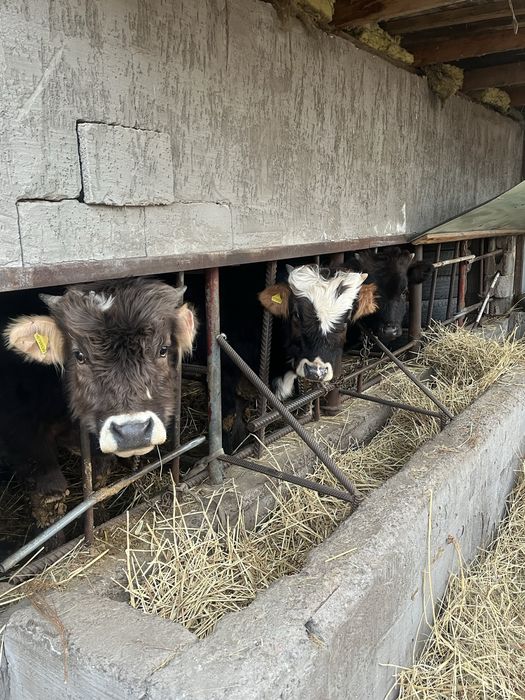 Продам быков торг есть