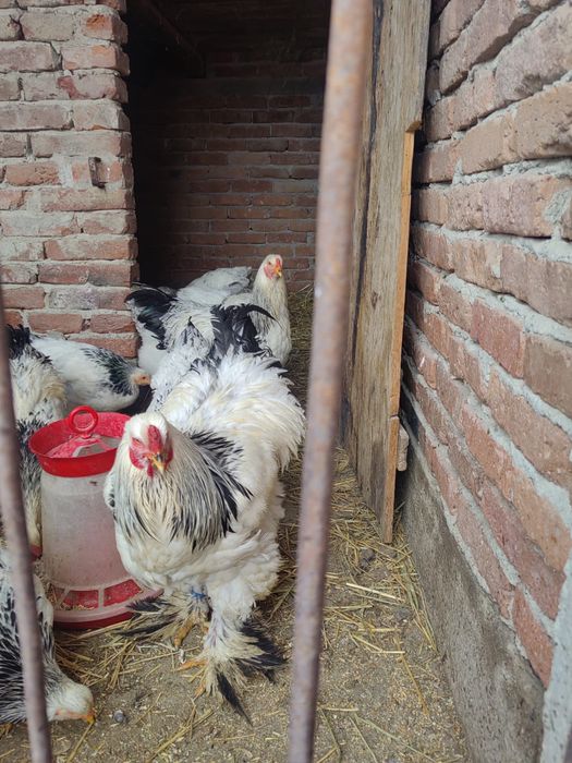 Vand cocoș brahme pret 150 lei negoceabil