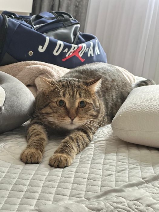 Отдам кота в добрые руки