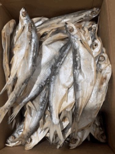 Продам вяленые рыбы чехня.