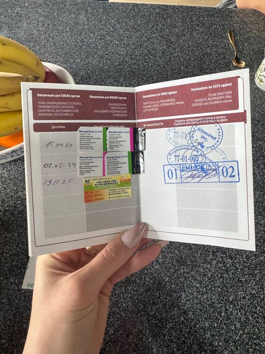 Чистокровный бордер колли