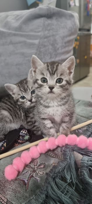 котята в добрые  руки