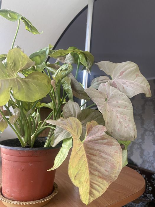 Комнатное растение,вьющееся Сингониум