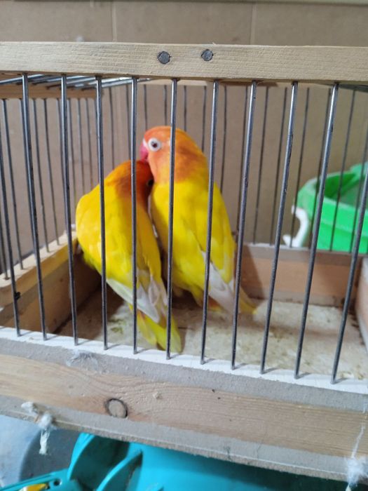 Qush sotiladi 2 tasi erkak 2tasi par to udg