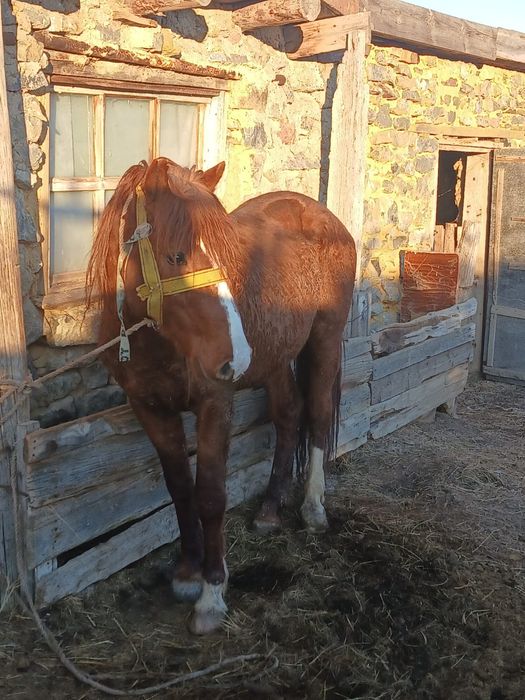 Айгыр сатылады 8 жасар.