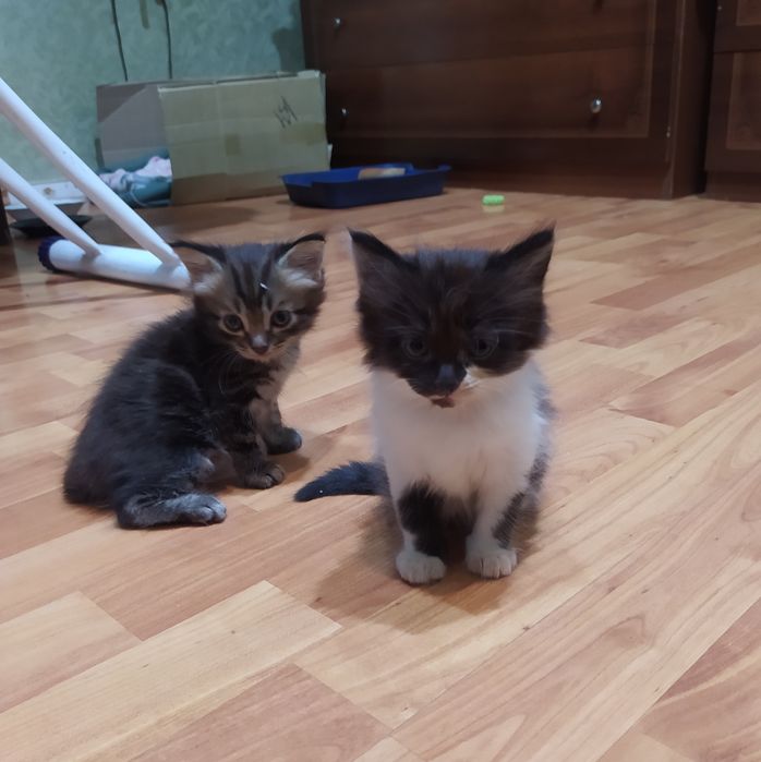 Отдам котят в хорошие руки