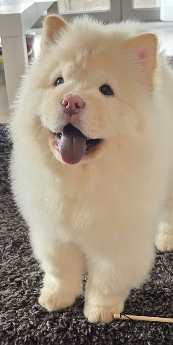 Pui Chow Chow fetita