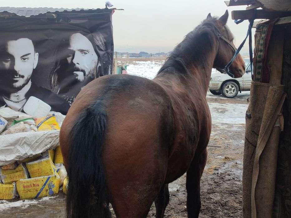 Жылқы  мініске көкпарға жақсы