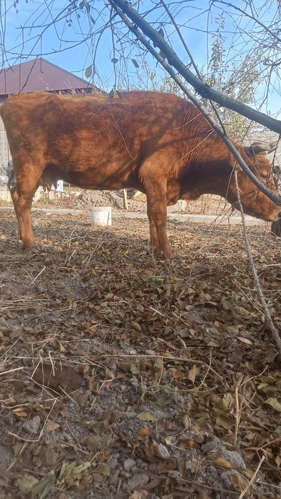 сиыр    сатылады