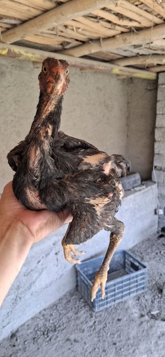 Kulangi 5 oylik juja tozza shamba kareys