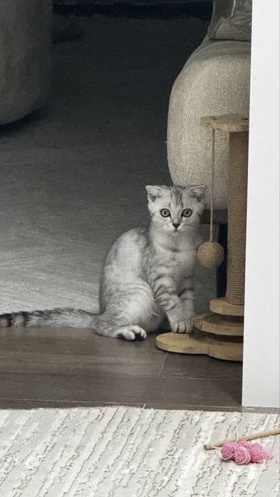 Потерялась Кошка 4 месяца