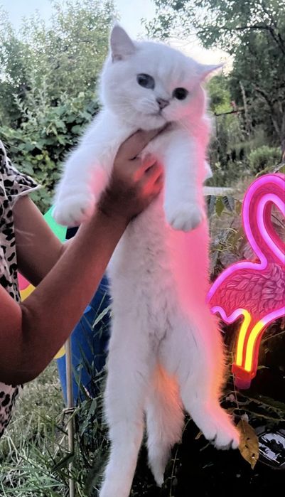 Pisica British Shorthair cu pedigree, alb cu ochi albaștri