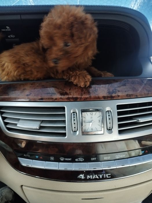 Tea Cup Пуделче лицензиран развъдник  Ред Дог