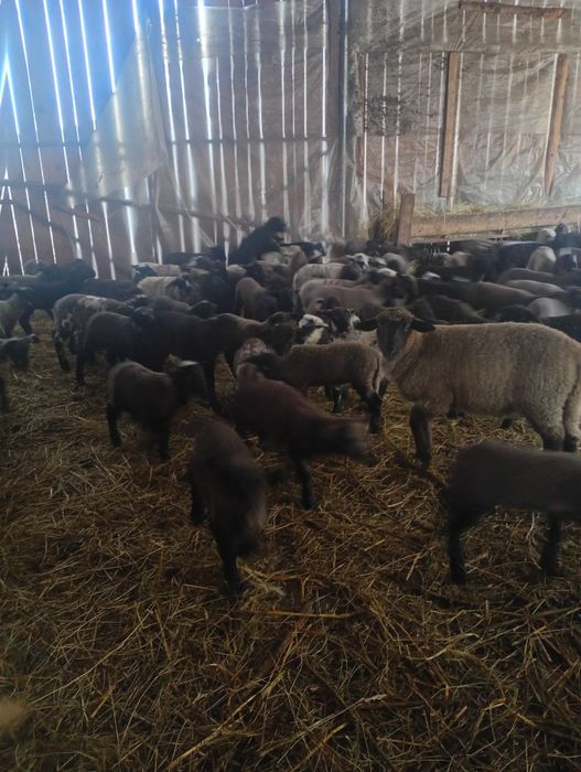 130 oi cu câte 2 miei și 150 cu 1 miel