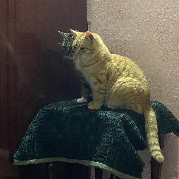 Pet sitter/ Cazare animale de companie (caini, pisici, pasari etc.)