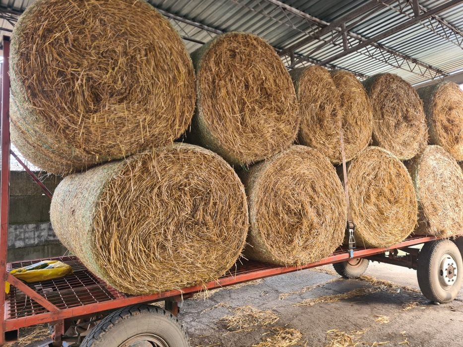 Vând baloti de paie rotunzi