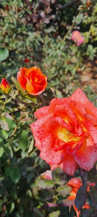 Атиргул кучатлари сотилади