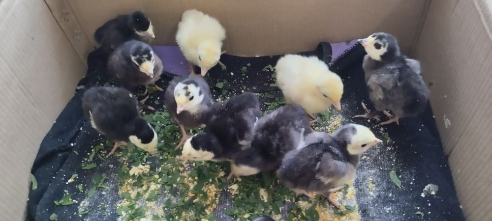 Срочно продам индюшат
