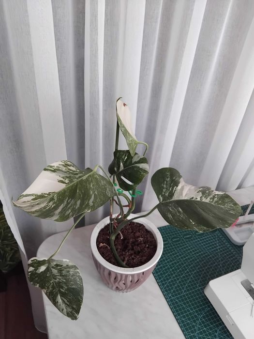 Монстера Альба цветок