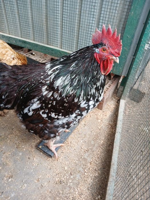 Sussex porțelan de vînzare