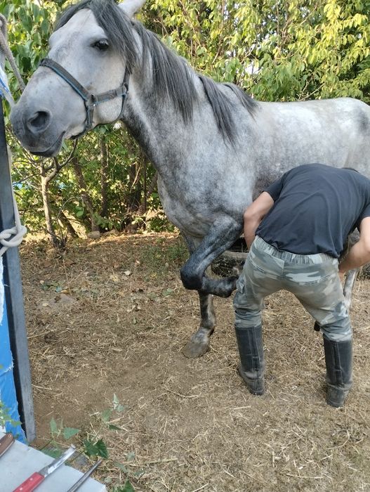 Продам Коня Айғыр