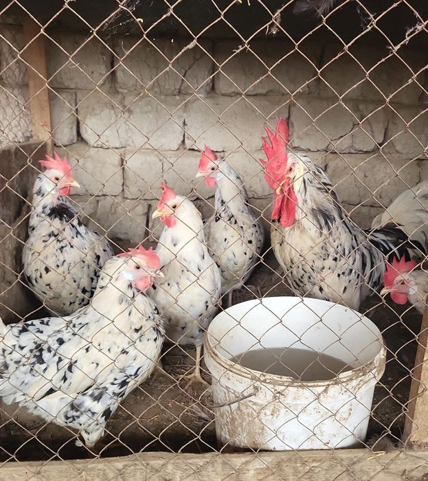 Балапан сүреттегі осылардың балапандары