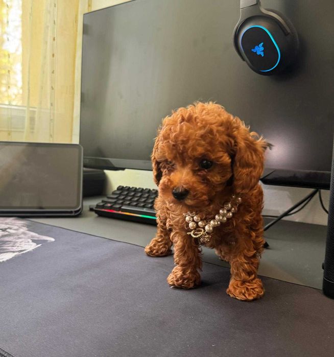 Fetita Poodle, Pudel, Canis, Barboni, Caniche Toy red 2 luni, ideala pentru familie