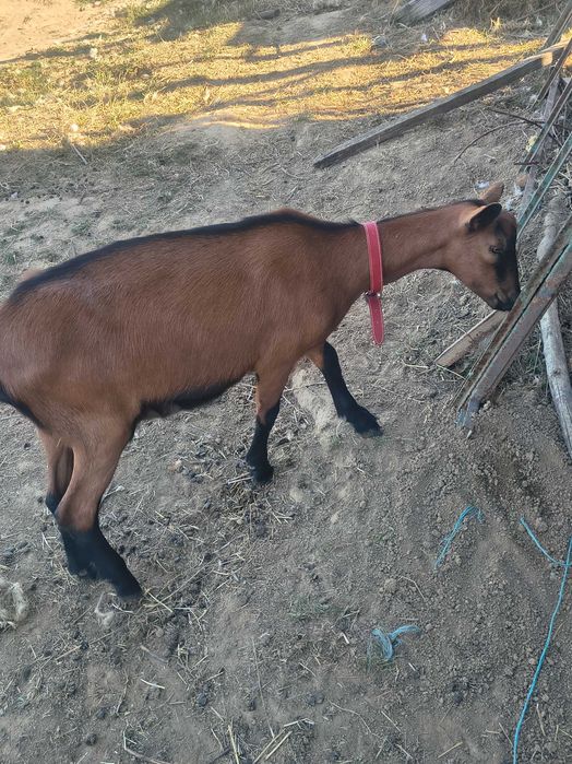 Iezi alpin francez de vânzăre