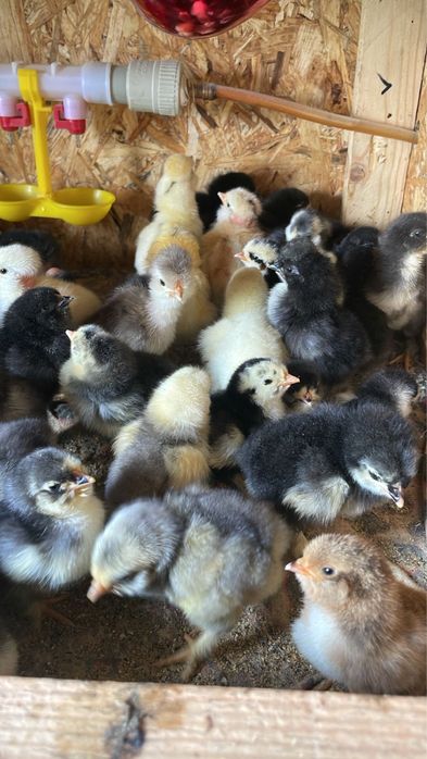 Цыплята от крупных курей