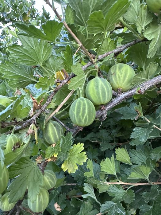 Продам крыжовник