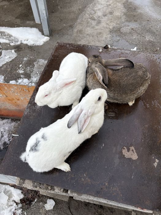 Кролики Коян