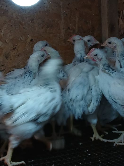 Бір айлық балапандар Адлер цыплята