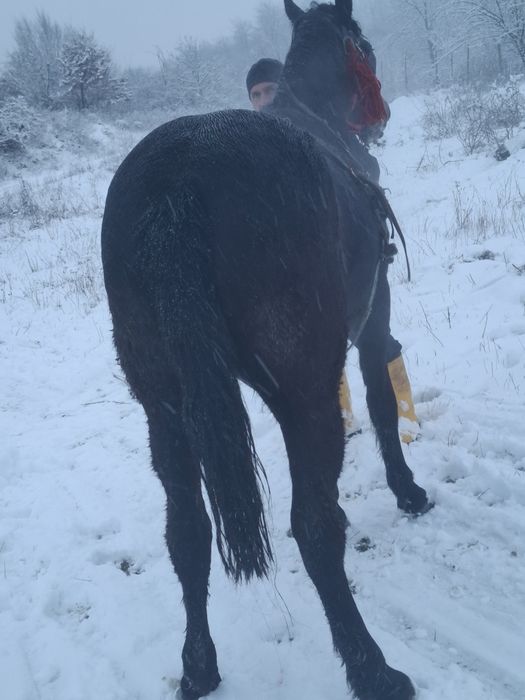 De vanzare o mânză de 2 ani