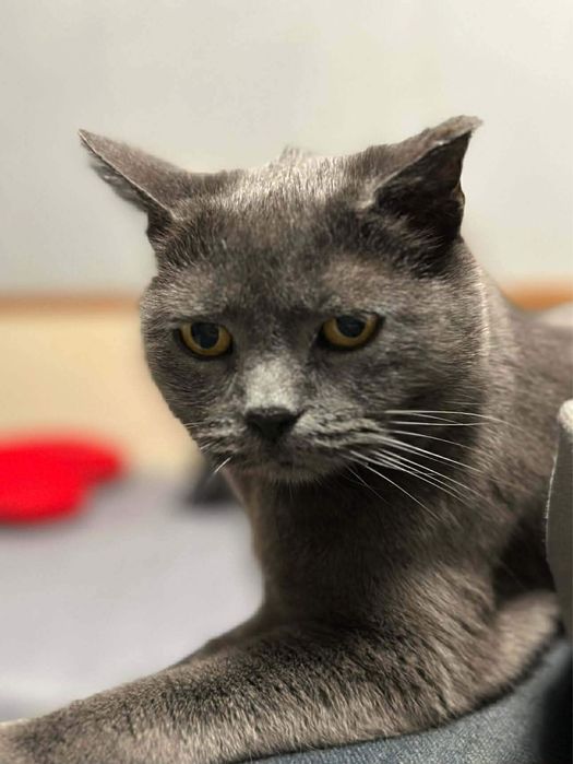 Британска късокосместа