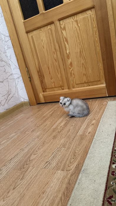 Шиншилла  котята