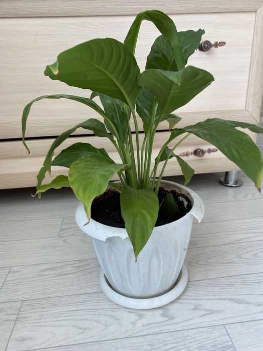 Женская счастье