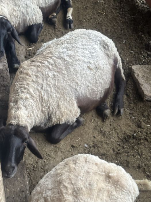 Продавам шест добре отглеждани овце и един коч