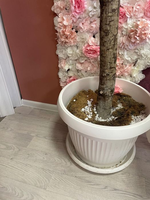 Продавам декоративно дърво!