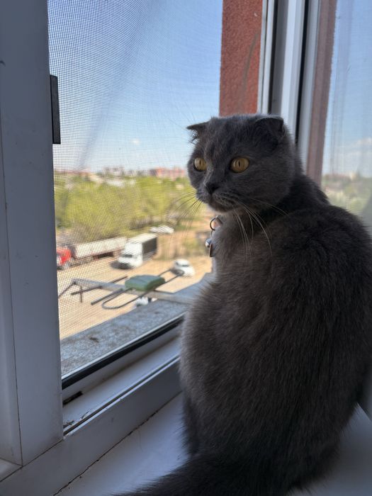Шотландская кошка
