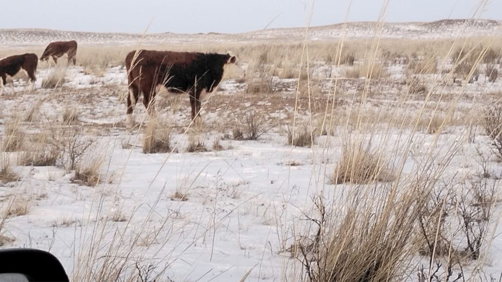 Продам кастратов 100 голов