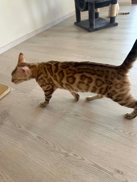 Бенгалски котета