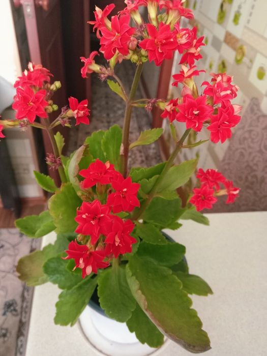 Каланхоэ цветущий красный