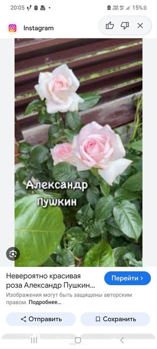 Саженцы роз.цветы