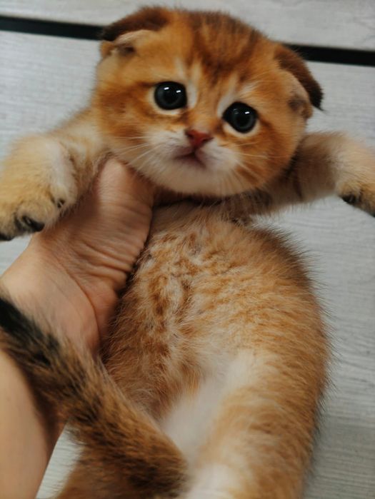 Шиншиллы Скоттиш Фолд золотые