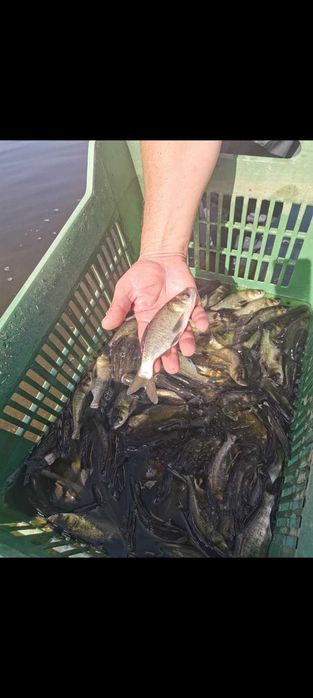 Зарибителен материал толостолоб