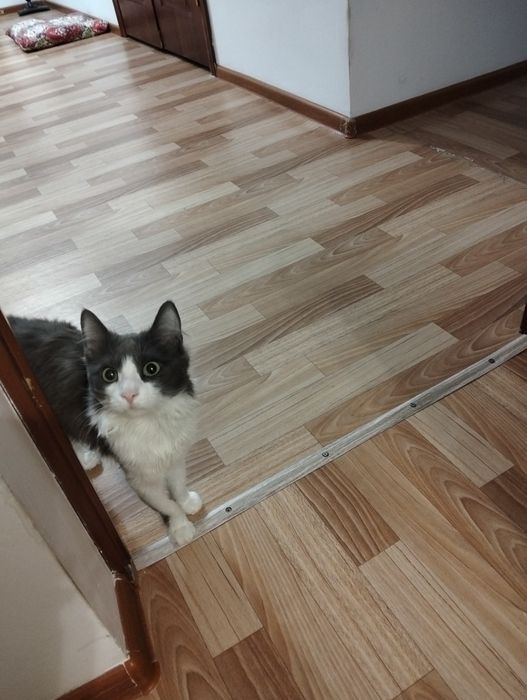 От дам даром кошка мушисты