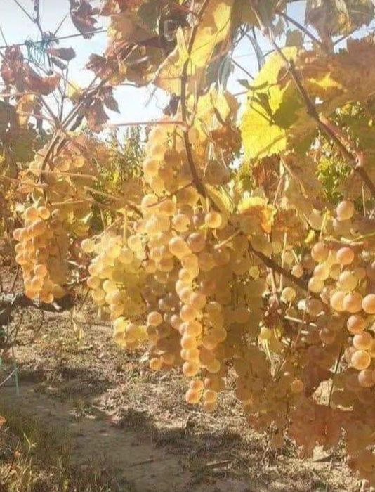 Struguri de vin toate soiurile