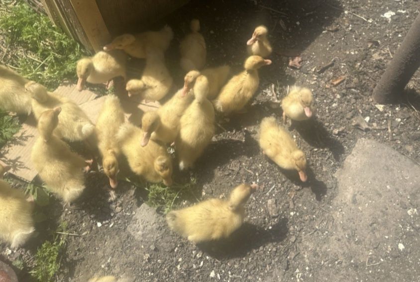 Продам утят бройлерных